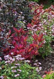 Image result for Otomeria