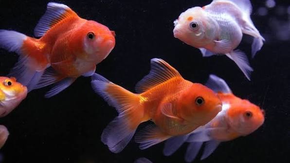 How Long Is a Goldfish’s Memory?