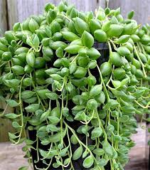 Pin On Plants