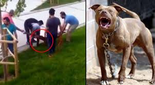 3 to tango (official video). Sultangazi De Pitbull Dehseti Son Dakika Haberleri