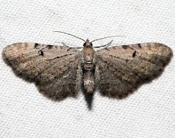 Image result for Eupithecia conterminata
