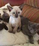 Tonkinese Breeders - breedlist