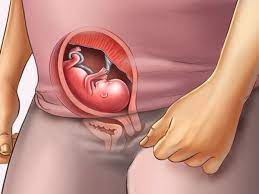 15 Semanas De Embarazo Cuarto Mes Embarazoymas