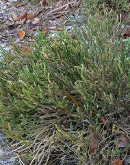 Image result for Selaginella shabaensis