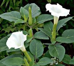 Maybe you would like to learn more about one of these? Halusinogen Kecubung Bunga Terompet Datura Metel L Facebook