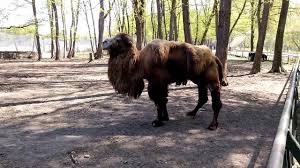500 x 375 jpeg 66 кб. Pandurii Tv Pandurii In VizitÄ La GrÄdina ZoologicÄ Din Targu Mures 25 04 2015 Youtube