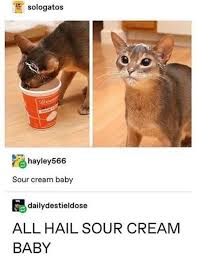 Oh Hey It S Caturday 33 Cat Memes I Can Has Cheezburger Cat Memes Cute Animals Cute Funny Animals