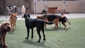Ask anybody who has adopted, and they'll swear their bond with their rescued pal is as deep as no matter what circumstances brought them to the shelter or rescue group, most pets for adoption are exceptionally affectionate and attentive pets and. Play Dog Daycare In The Sacramento Area