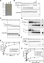 A Distinct Triplex DNA Unwinding Activity Of ChlR1 Helicase* - Journal Of  Biological Chemistry