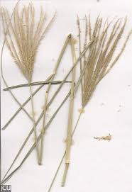 Image result for Chloris gayana