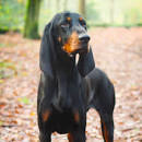 Black And Tan Coonhound Puppies For Sale - AKC PuppyFinder