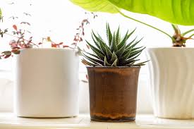 Water the plants so that the water goes down at least 6 inches (15 cm.) into the soil. How Often Should You Water Your Plants When In Doubt Check The Soil West Hawaii Today