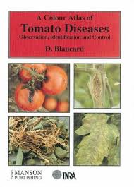 Three bacterial diseases are common in ontario tomato fields: A Colour Atlas Of Tomato Diseases Observation Identification And Control Wiley
