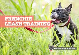How big does a french bulldog get? French Bulldog Leash Training For Stubborn Difficult Pups