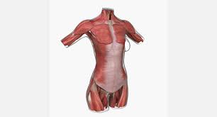 This video is about muscles of the torso. Female Torso Muscle Anatomy 3d Model