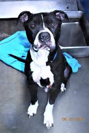 We did not find results for: Pet Of The Week September 20 2019 The Hemet San Jacinto Chronicle