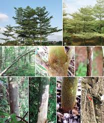 Image result for Terminalia neotaliala