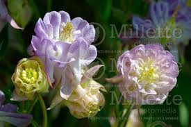 Image result for Aquilegia pompom mix