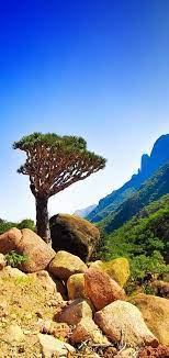 خلفيات جزيرة سقطرى خلفيات جوال طبيعة in 2021 island wallpaper socotra island