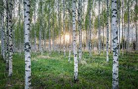 The river birch likes moist soil and should receive between 30 and 40 gallons of water a month, rainfall included. 3 Signs Your River Birch Tree Is In Distress