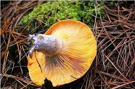According to the north american audubon mushroom field guide, orange peel fungus is technically edible, but it doesn't have a distinct flavor. Mushroom Picking Things To See Do Visitor Information Oberon Australia
