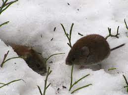 Voles love to eat succulent root systems and will burrow under plants or ground cover they're particularly fond of and literally eat away till the plant is dead. How To Fight Against Common Voles