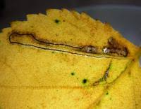 Image result for Stigmella confusella