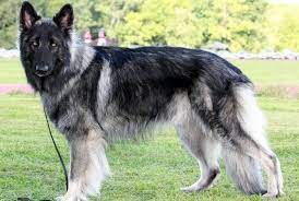Shiloh Shepherd Complete Guide For This Giant Breed Bark Friend In 2020 Shiloh Shepherd Dog Shiloh Shepherd Shepherd Dog Breeds