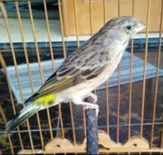 Tubuh burung cililin yang jantan cenderung panjang dan lencir. 18 Ciri Ciri Burung Blackthroat Jantan Dan Betina Terupdate Burung Jalak