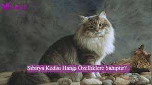 sibirya kedisi hangi ozelliklere sahiptir kedi buyuk kediler ormanlar