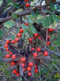 Image result for Abrus fruticulosus