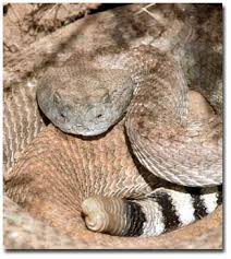 Eastern diamondback rattlesnake hognose snake kingsnakes boa constrictor, eastern diamondback rattlesnake, hognose snake png. Western Diamondback Rattlesnake Desertusa