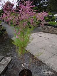 Image result for tamarix ramosissima pink cascade