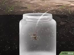 Since spiders are predators, they're often attracted by the distress signals given off by trapped insects and other spiders. How To Set Spider Traps 13 Steps With Pictures Wikihow