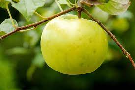 In fact, apples and pears need a certain amount of cold. 10 Best Zone 4 Fruit Trees