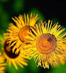 Yellow Flower Flowers Garden Pictures Flower Wallpaper