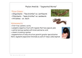 Phylum Annelida Segmented Worms Three Classes