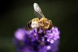 Create diversity in your garden: Plants To Attract Bees Shoal Creek Nursery Llc Austin Tx