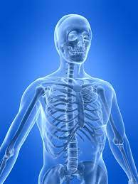Bone structure of human left hand with veins. The Human Skeletal System Live Science