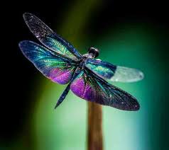 Black Green And Blue Dragonfly Blue Purple Dragonfly Dragonfly Photos Dragonfly Photography Dragonfly Insect