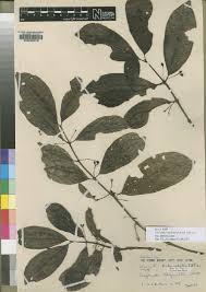 Image result for Lasianthus kilimandscharicus