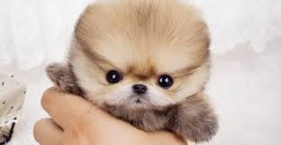 Browse our store for the. Teacup Pomeranian Where To Buy Teacup Pomeranian