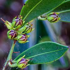 Image result for Rawsonia lucida