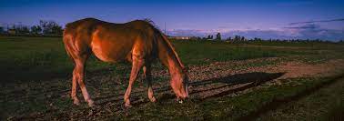 Where Should I Keep My Horse At Night Horse Factbook