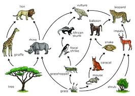 The habitat contains all an animal needs to survive such as food and shelter. Ecosystems Interactions And Interdependence Within The Environment Siyavula
