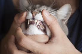 The general rules are easy to remember: Is Wet Dry Or Raw Cat Food Better For A Cat S Teeth