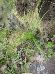 Image result for Isoetes welwitschii