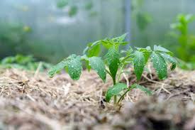 For areas where children play, rubber mulch is the perfect choice for safety. 5 Best Mulches For Tomato Plants How When To Mulch Tomato Bible