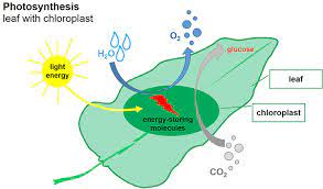 How Table Sugar Is Produced From Sugar Beets Frontiers For Young Minds