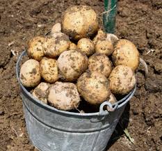 Potato plant leaves turning brown. When The Plants Die It S Time To Harvest That Potato Crop Triblive Com
